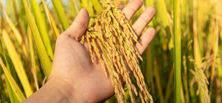 Basmati Rice Market Grows with Surge in Export Demand Basmati Rice Market Grows with Surge in Export Demand