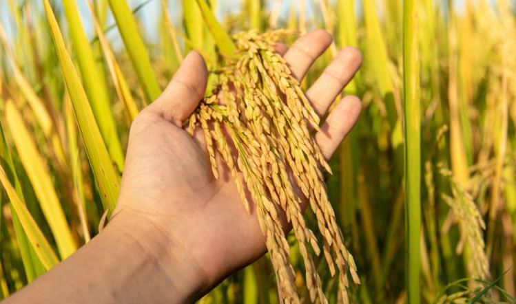 Basmati Rice Market Grows with Surge in Export Demand